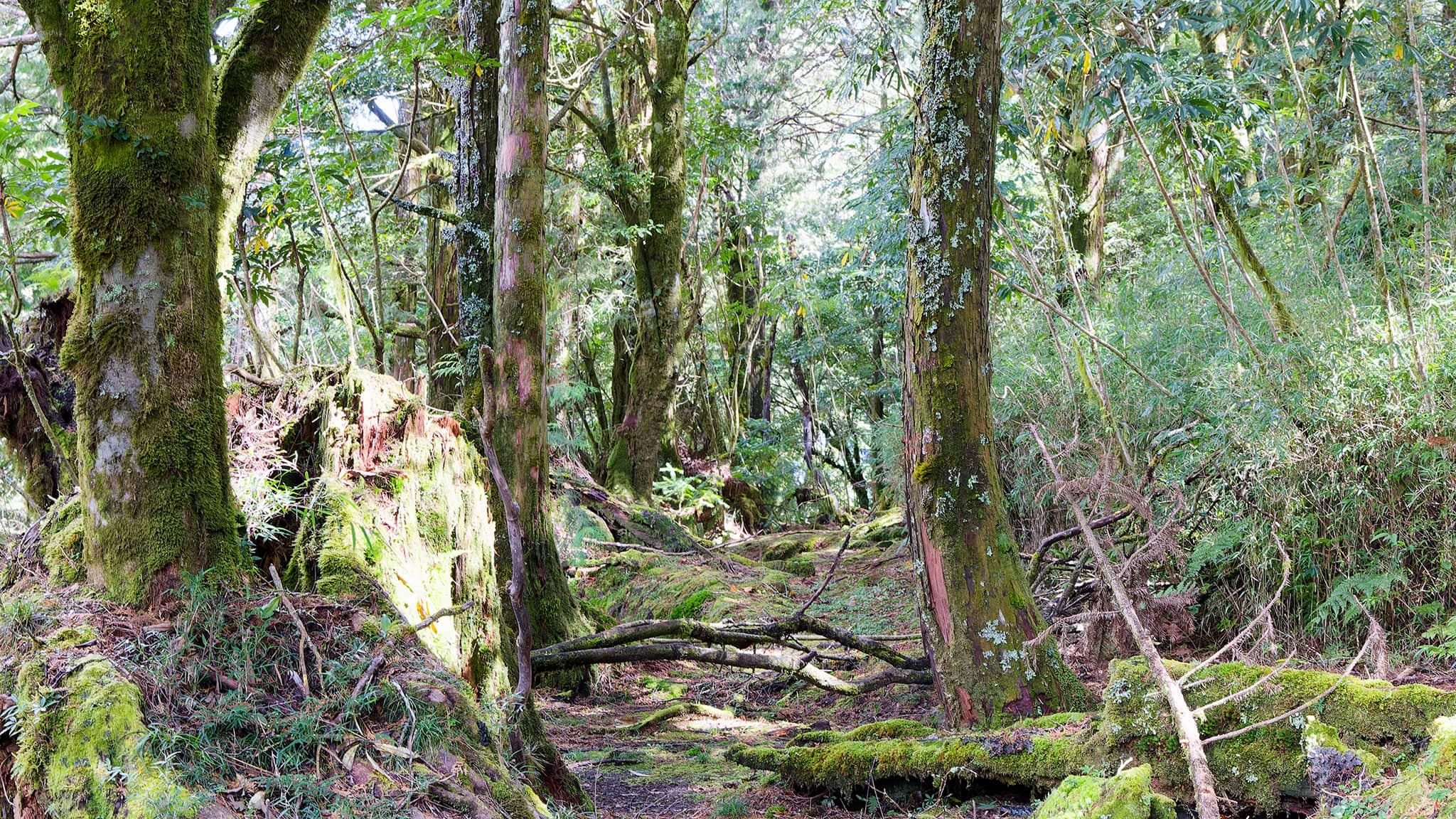 05 - Alishan (35).jpg